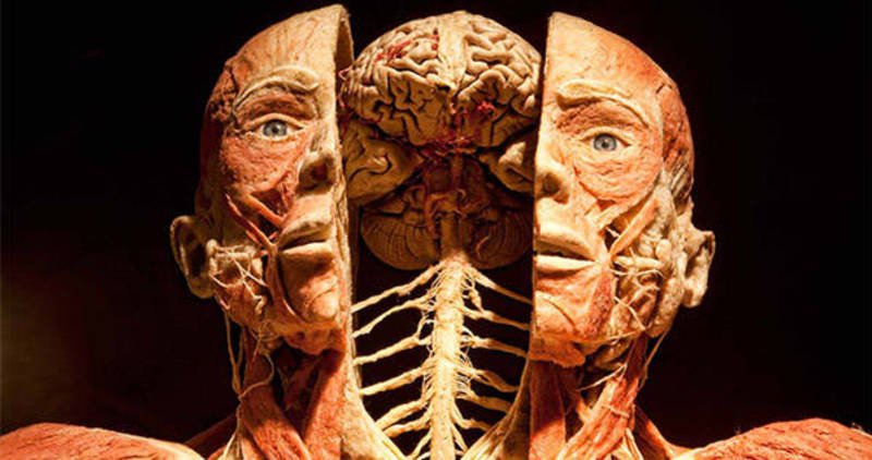 2021-Human Anatomy and Physiology